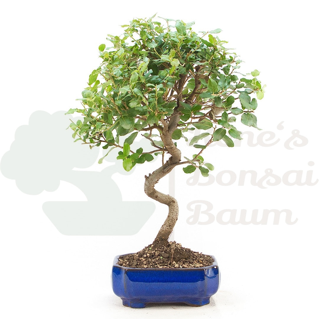 Kork-Eiche 'Quercus suber'